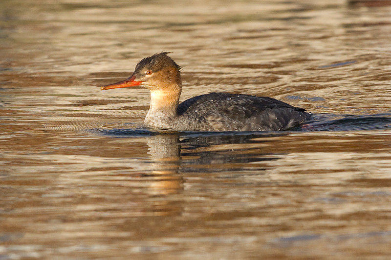 red-breasted merganser 8