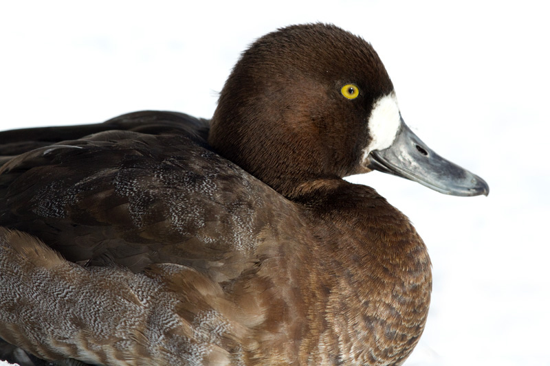 scaup 56