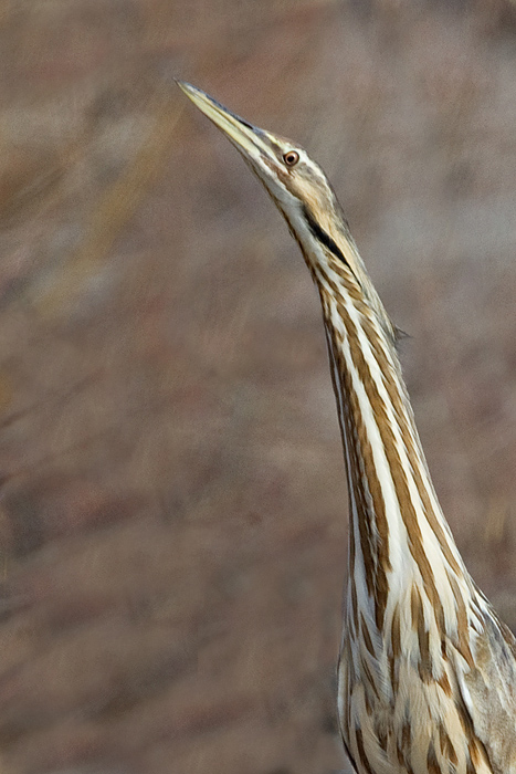 American bittern 12