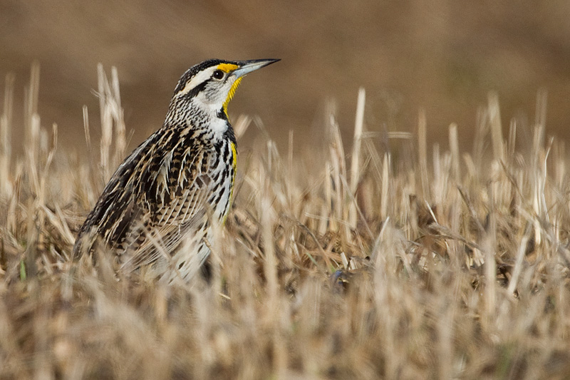 eastern meadowlark