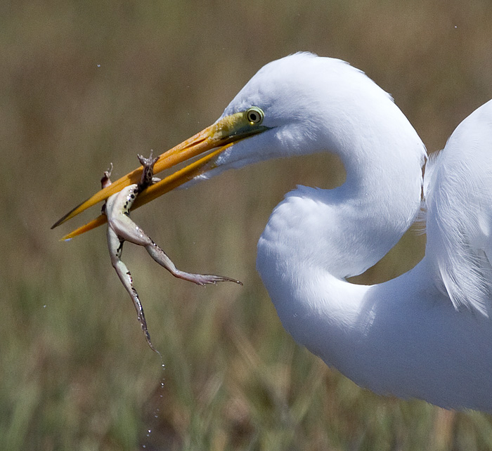 egret 29