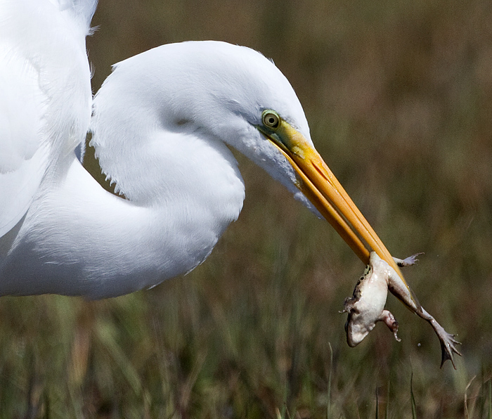 egret 32