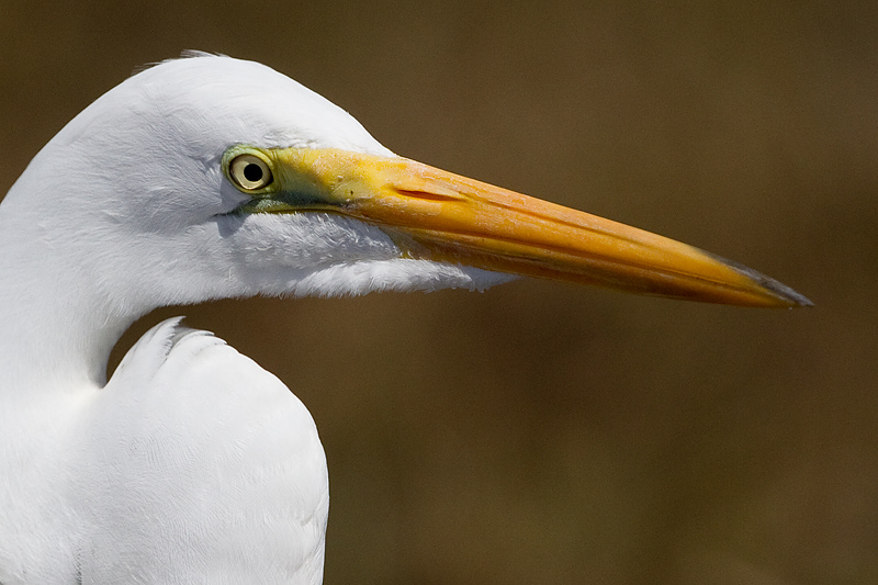 egret 35