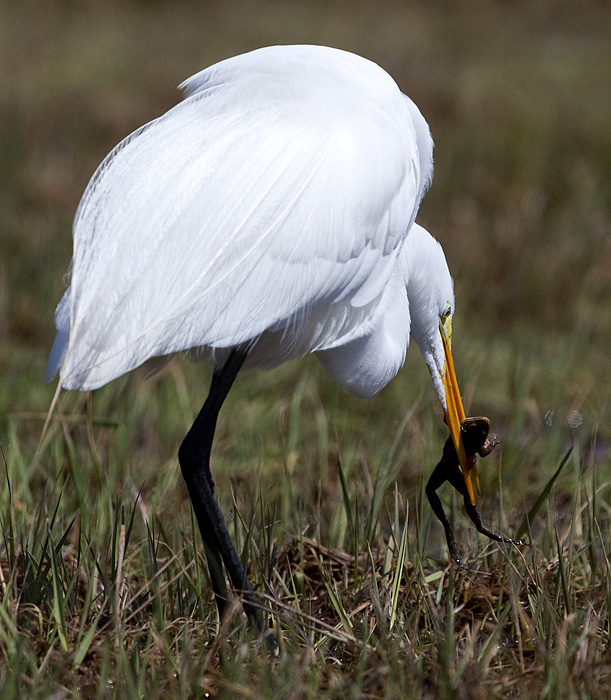 egret 37