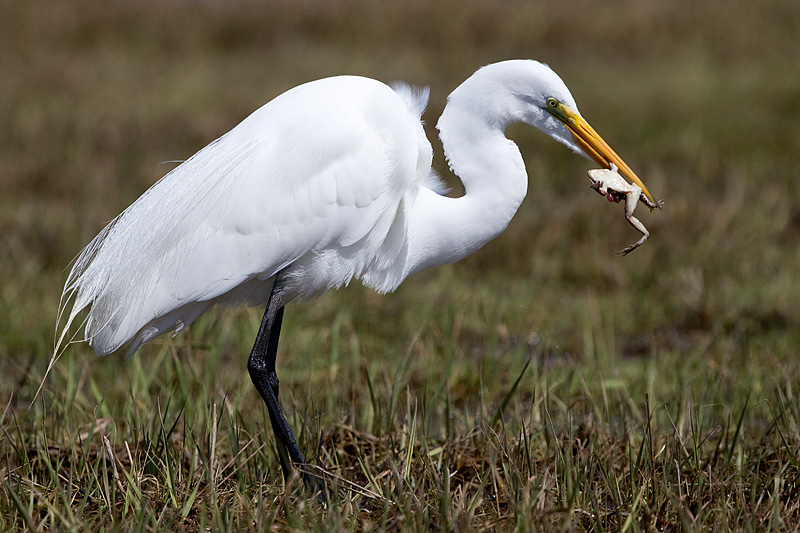 egret 39