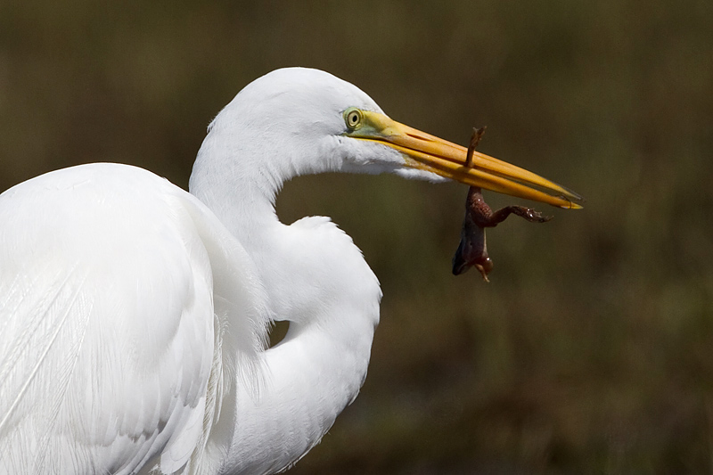 egret 40