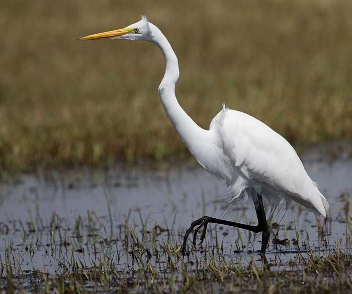 egret 42