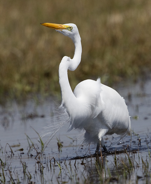 egret 44