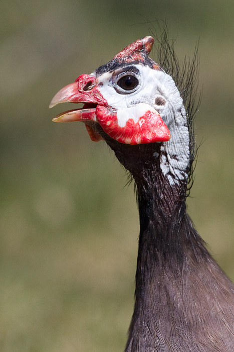 domestic guineafowl