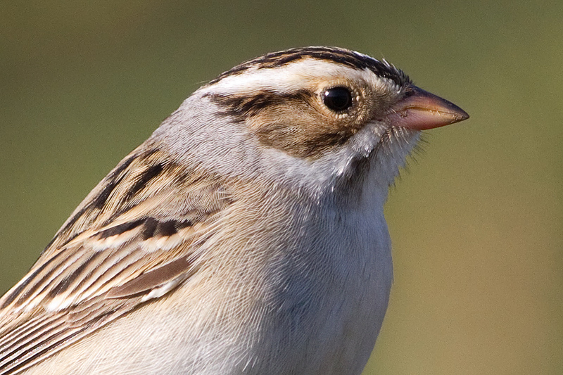clay coloured sparrow 10