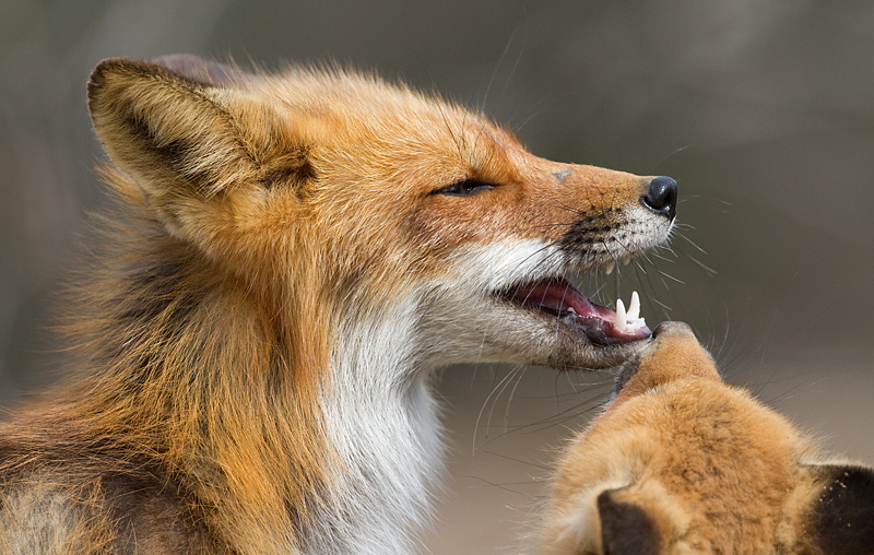 fox 3
