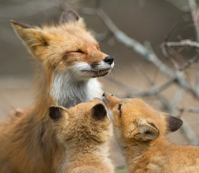 fox 4
