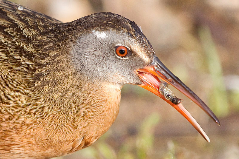 virginia rail 59