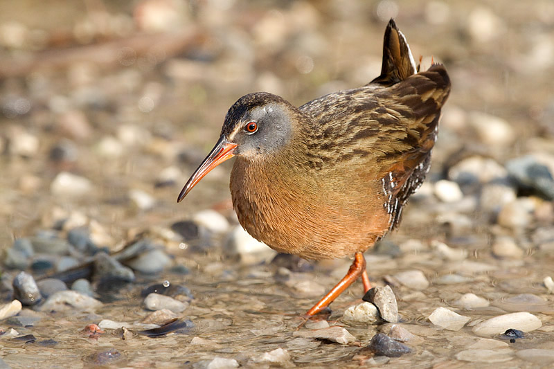 virginia rail 60