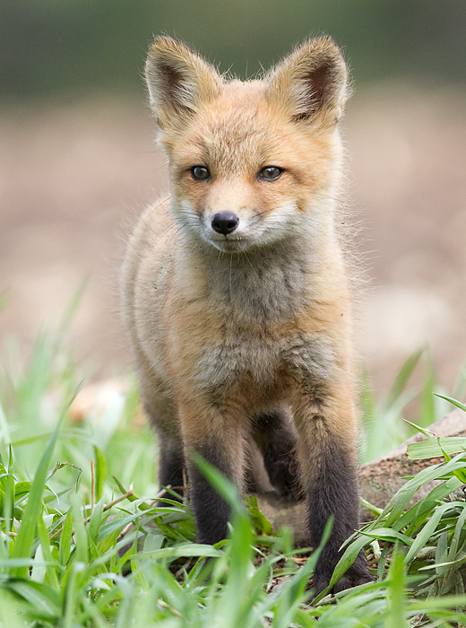 fox cub 115