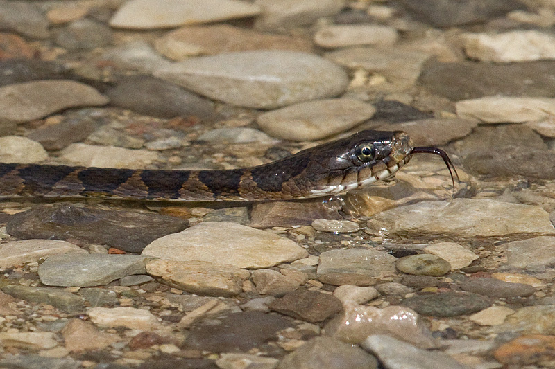 watersnake