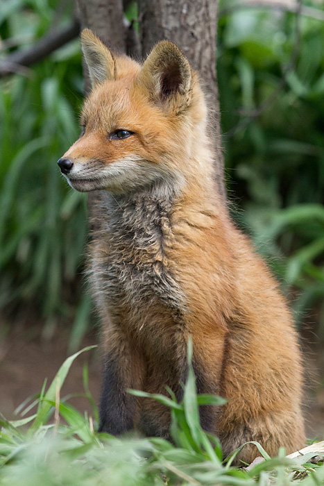 fox cub 139