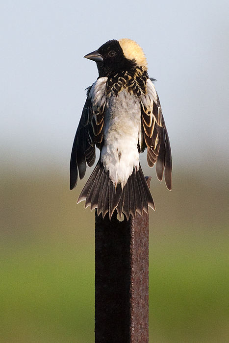 bobolink 62