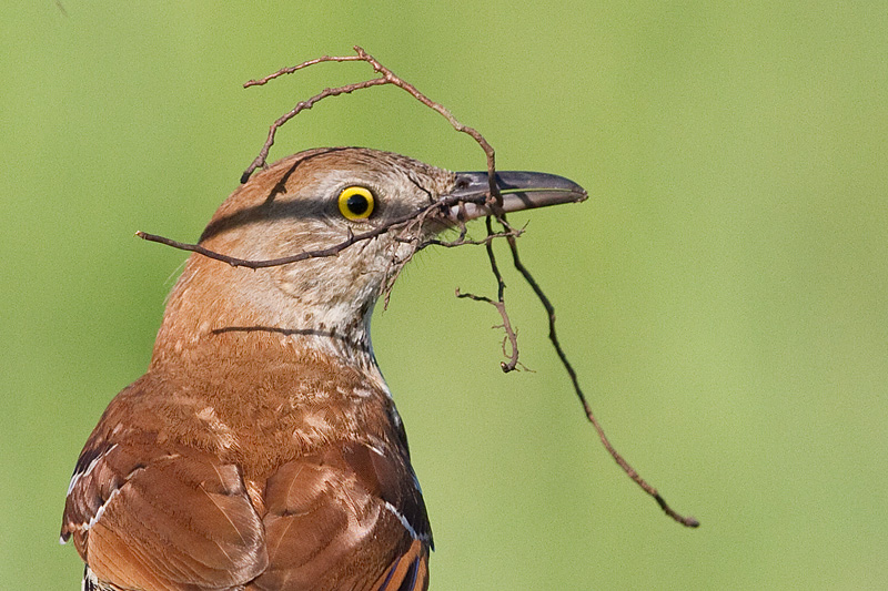brown thrasher 1