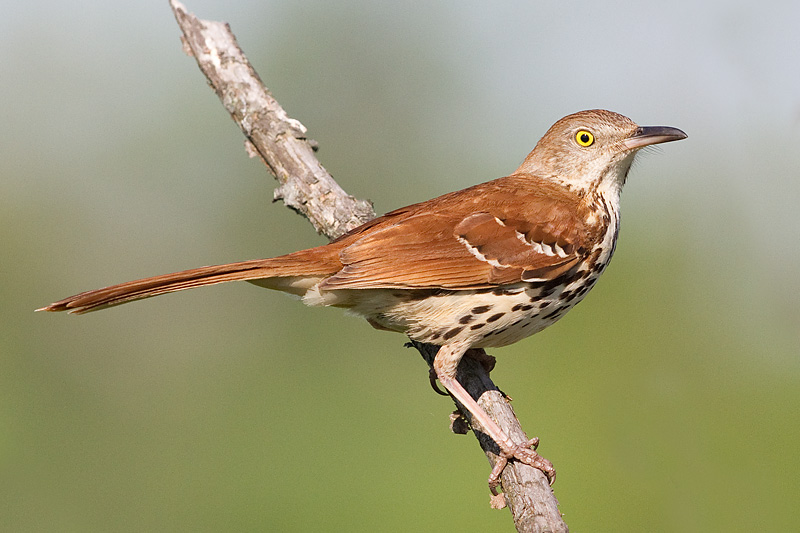 Brown Thrasher