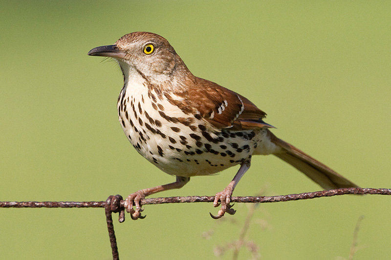 brown thrasher 4