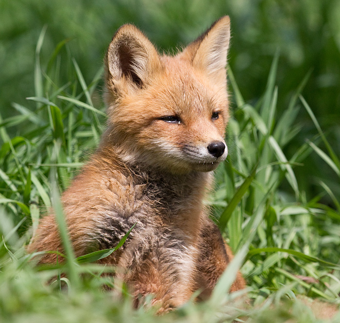 fox cub 148
