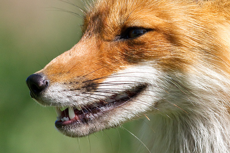 fox 17
