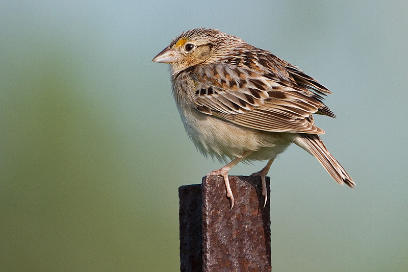 grasshopper sparrow 83