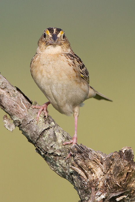 grasshopper sparrow 85
