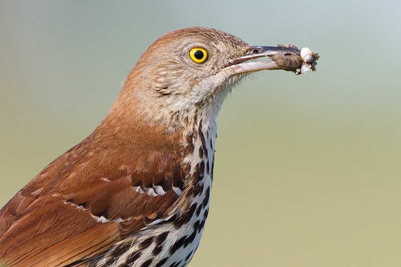 brown thrasher 12