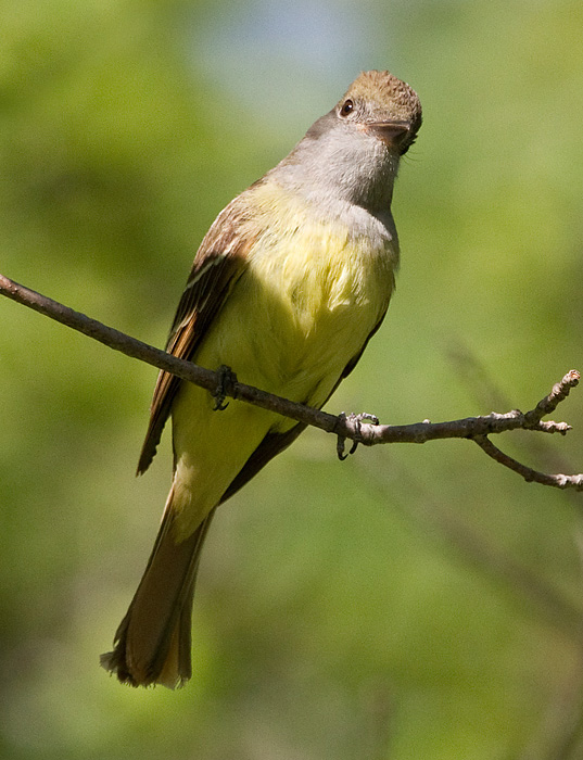 great crested flycatcher 6