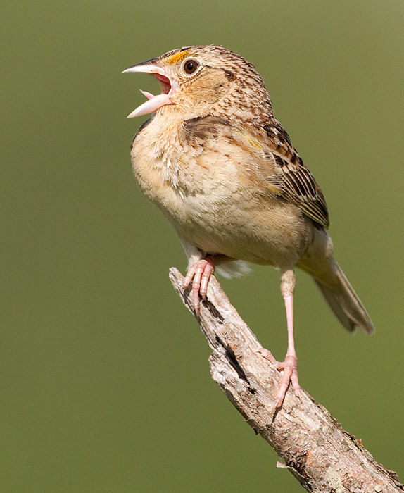 grasshopper sparrow 86