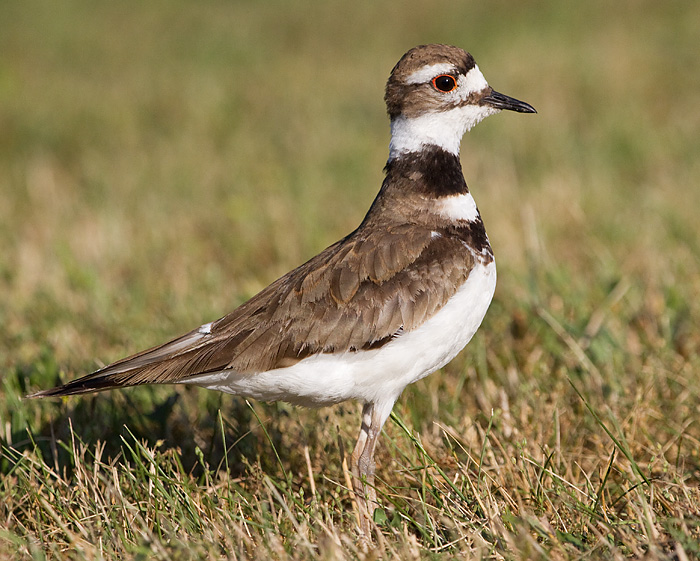 killdeer 94