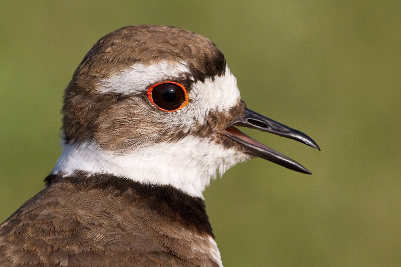 killdeer 95