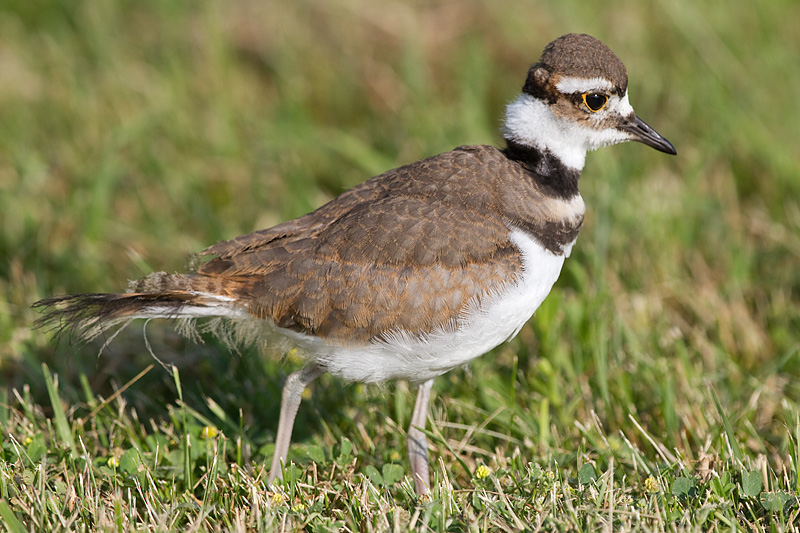 juvenile killdeer 18