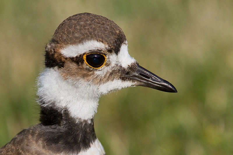 juvenile killdeer 19