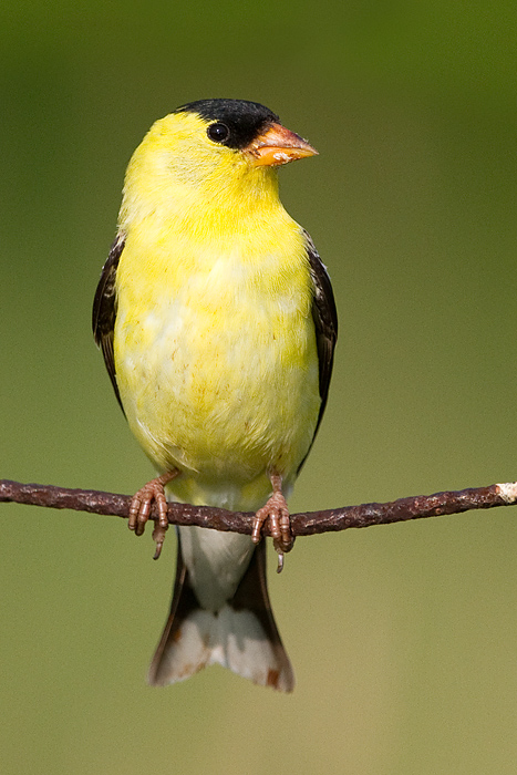 goldfinch 71