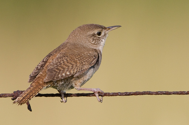 house wren 88
