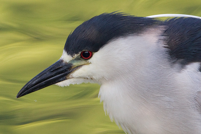 black-crowned night heron 252