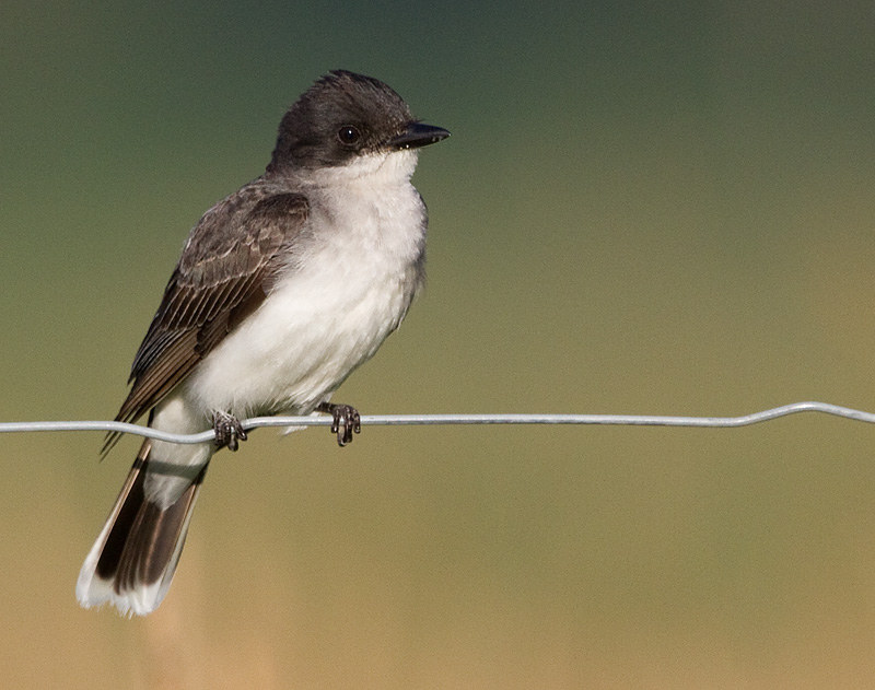 eastern kingbird 28
