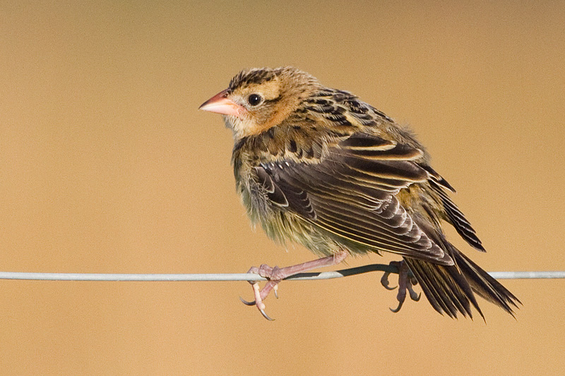 juvenile bobolink 33