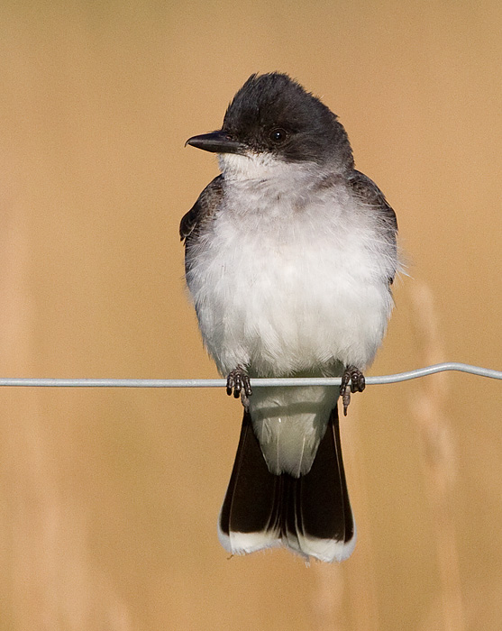 eastern kingbird 32