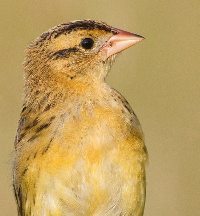 juvenile bobolink 35