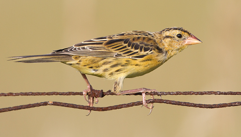 juvenile bobolink 36