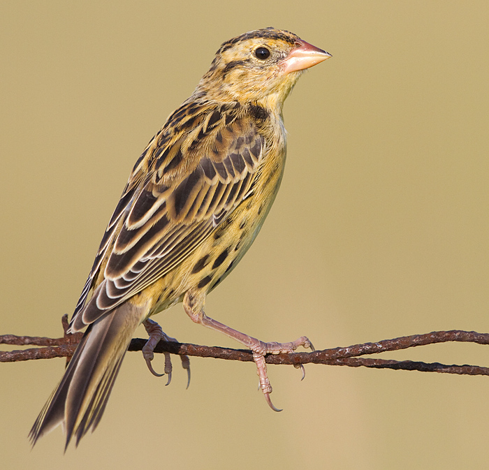 juvenile bobolink 37