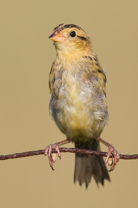 juvenile bobolink 38