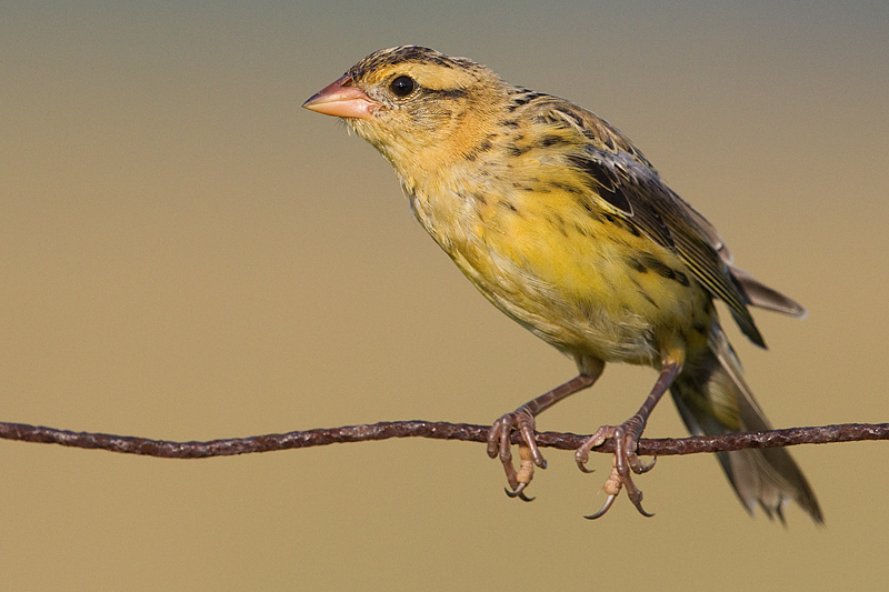 juvenile bobolink 40