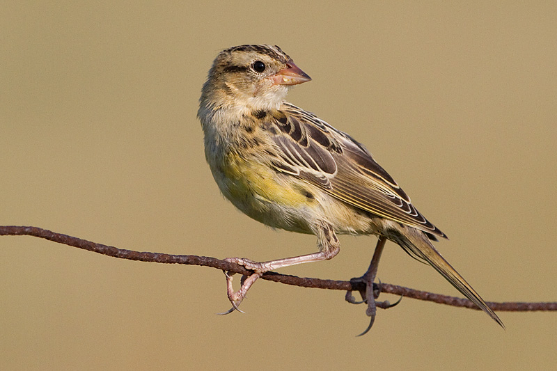 juvenile bobolink 41