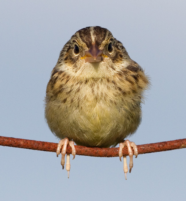 juvenile grasshopper sparrow 36