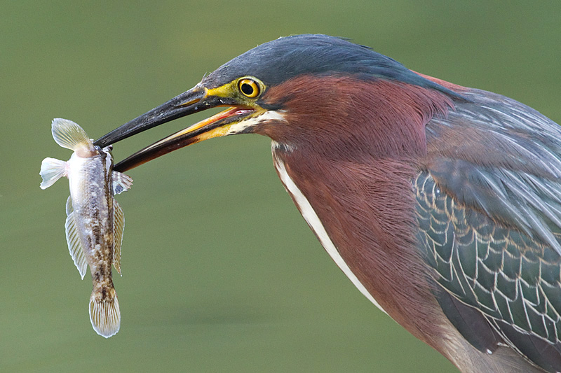 green heron 92